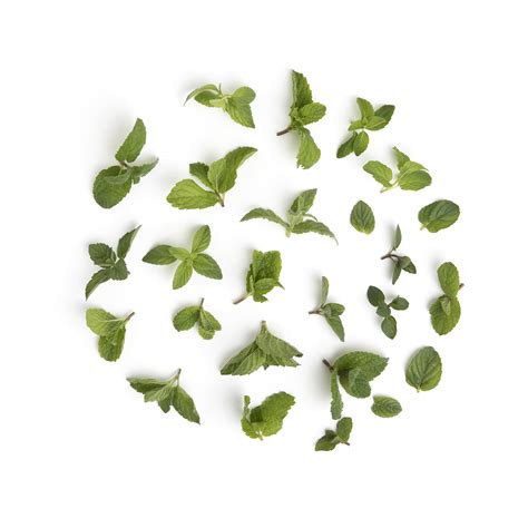 Micro Mint Tops Micro Herbs Baldor Specialty Foods