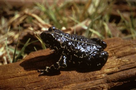 Black Toad Facts And Pictures