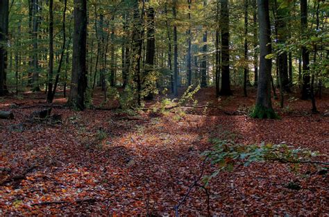 Autumn Hdr Free Photo Download Freeimages