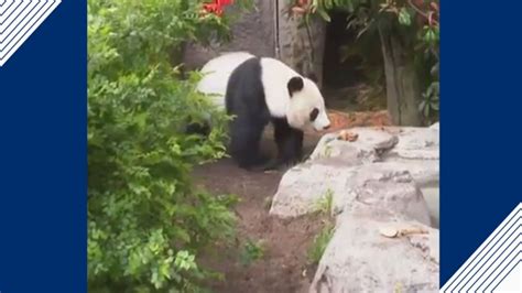 Zoo Says Farewell To Two Giant Pandas Good Morning America
