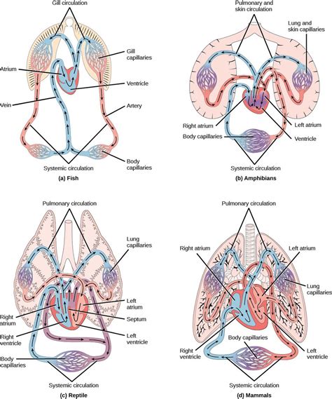 Circulatory System Variation In Animals Overview Of The Circulatory