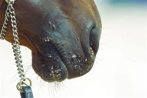 Cavallo Symptom Lexikon Cavallode