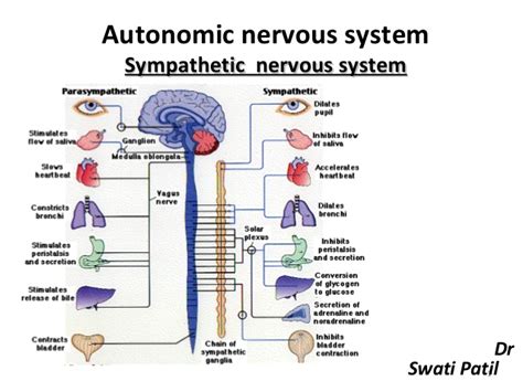 Functions that are not essential for survival are shut down. 2. sympathetic nervous system