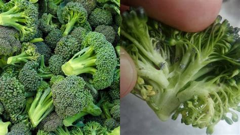 Tips Bersihkan Brokoli Yang Betul Untuk Buang Ulat Halus Sinaran Wanita