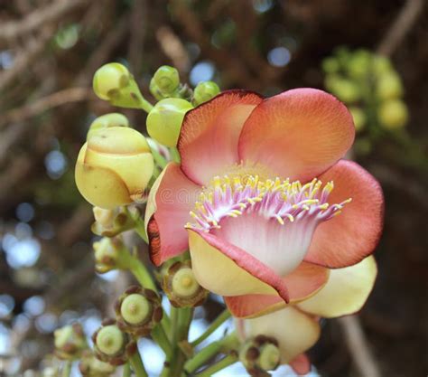Shorea Robusta Or Shala Tree Or Sal Tree Flower Stock Photo Image Of