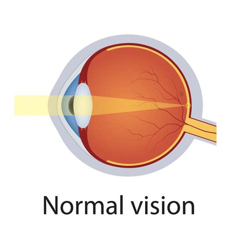 Normal Eye Vision Illustration Human Eye Optical System Detailed