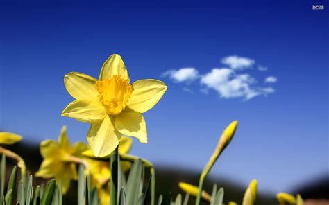 Daffodil Wallpaper 2560x1600 51534