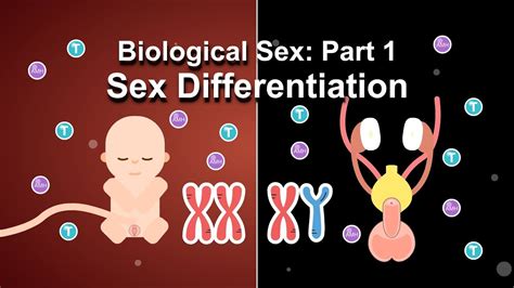 Biological Sex Part 1 Sex Differentiation Youtube