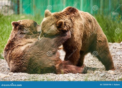 Bears Wrestling In The Zoo Stock Photo Image Of Large 72058196