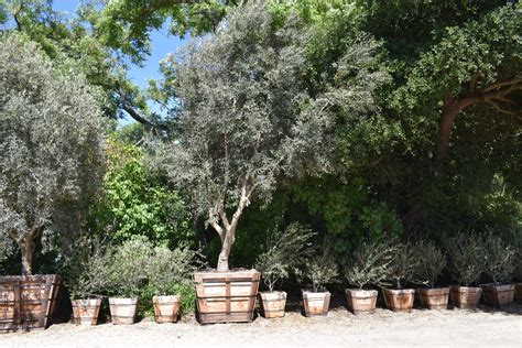 Options For Fruitless Olive Trees Sonoma Sun Sonoma Ca Olive