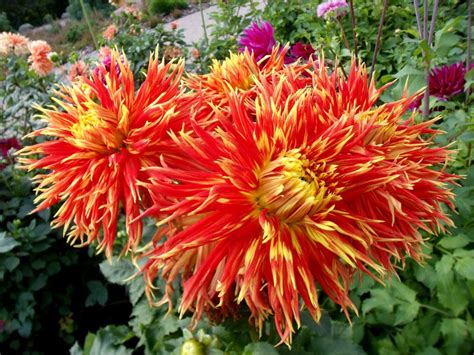 Maybe you would like to learn more about one of these? dahlia photos | Plants. Flowers. red and yellow flower ...
