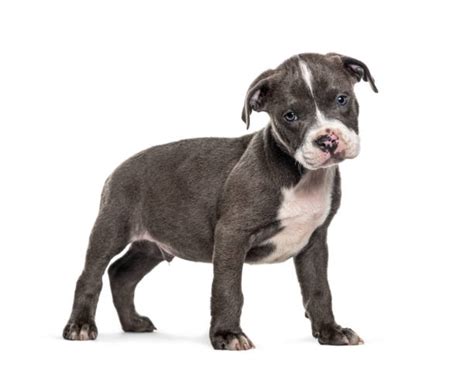 Pitbull Terrier Profile Stock Photos Pictures And Royalty Free Images