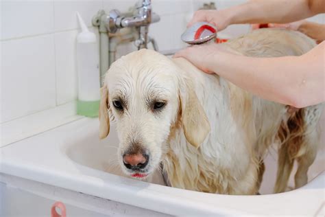 How To Bathe Your Dog The Easy Way Pet Comments