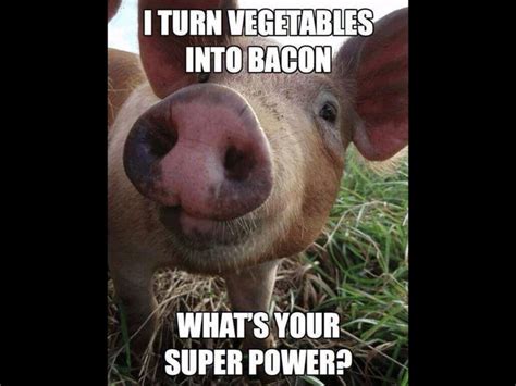 Bacon Funny Pigs Pig Memes Farm Humor