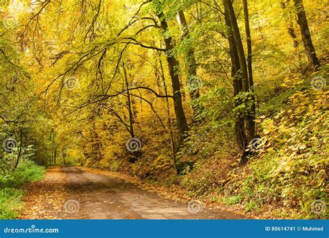Road In The Autumnal On The Forest Stock Image Image Of Line