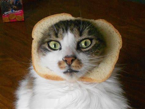 Inbread Cats Cats In Bread