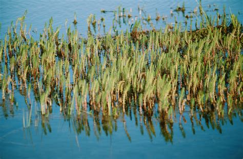 Names Of Tall Grasses That Grow Around Lakes Goldfish Pond Lake