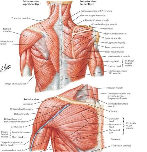 Immune and lymphatic systems of the upper torso. Upper Body Anatomy | Shoulder muscle anatomy, Shoulder ...