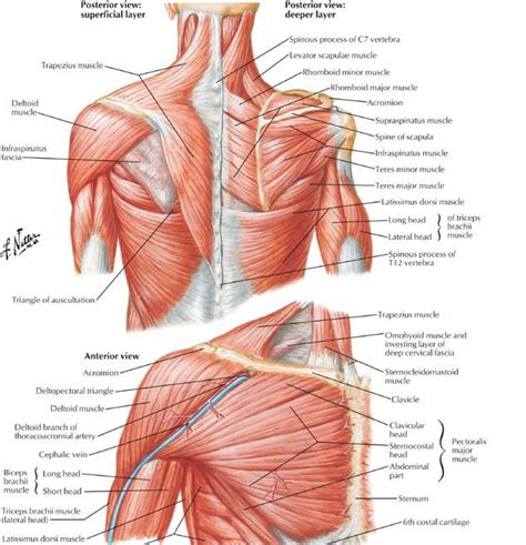 Explained beautifully in an illustrated and interactive way. Upper Body Anatomy | Shoulder muscle anatomy, Shoulder ...