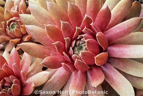 Hardy Succulent Sempervivum Faramir Hen And Chicks With Violet Pink Leaves Connecticut