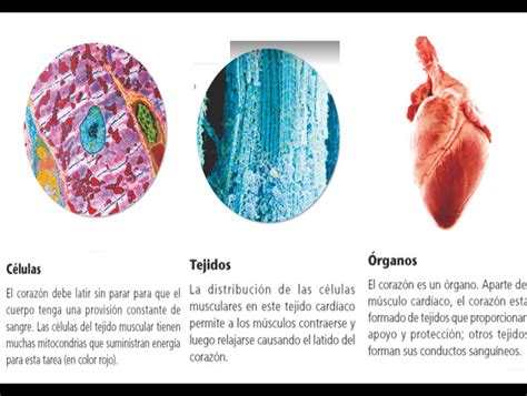Célula Tejidos Órganos Y Sistema