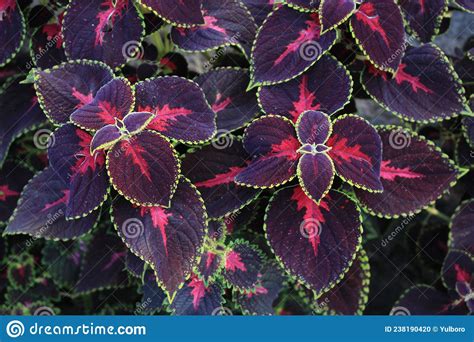 Coleus Is A Decorative Colored Nettle Its Colorful Leaves Will