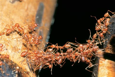 Army Ants Facts What Do Army Ants Eat Dk Find Out
