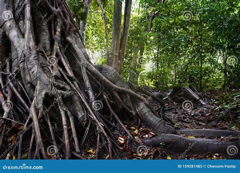 Forest Tree Trunk With Messy Roots On Wet Ground After Rain Monsoon