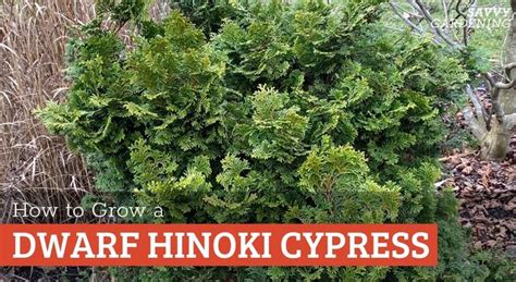 Dwarf Hinoki Cypress A Compact Evergreen For Year Round Beauty