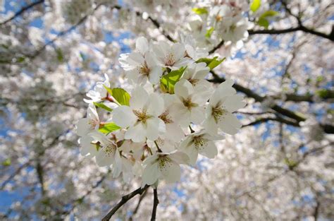 White Cherry Blossoms Tree Free Image Download