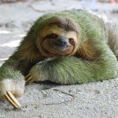 These Photos Of Smiling Sloths Will Make You Fall In Love Fur Sure I