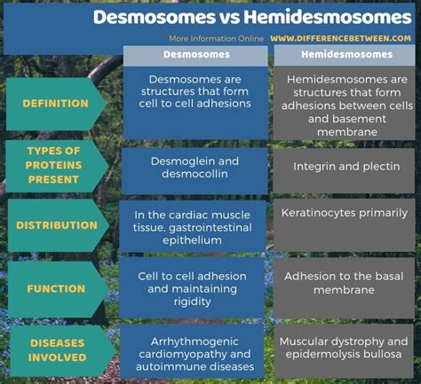 Difference Between Desmosomes And Hemidesmosomes - Difference Between Desmosomes and Hemidesmosomes | Compare the