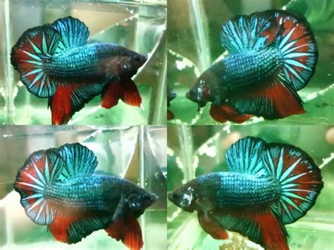 One nice thing about naming a pet fish (or two) is that you can really have fun, show your personality, and give yourself a reason to smile every time you say your swimmer's name. betta fish from malaysia - YouTube