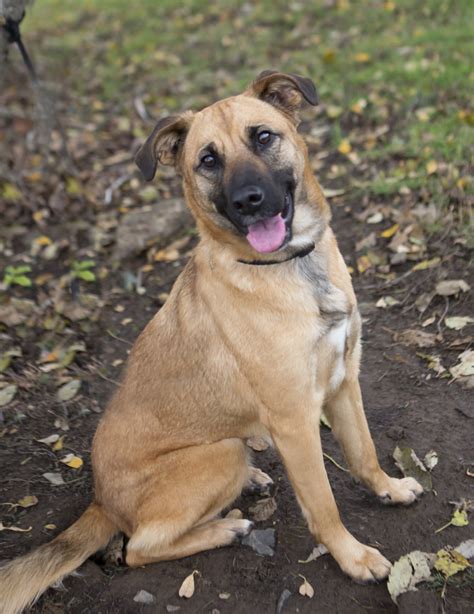 Boxer German Shepherd Mix Dog Training Home Dog Types