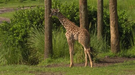 Meet Aella The New Baby Giraffe At Disneys Animal Kingdom Youtube