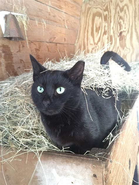 One Of The Barn Cats Rblackcats