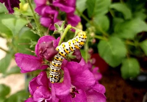Rare Caterpillar Discovered In Laois Garden Centre Laois Live