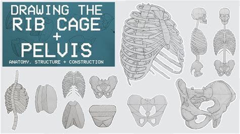 Drawing The Rib Cage And Pelvis Anatomy Structure And Construction