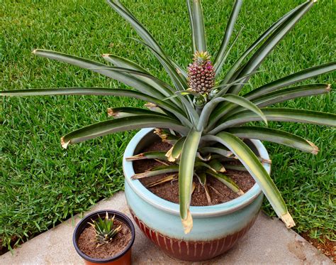 Growing Pineapples Inside Nanabreads Head
