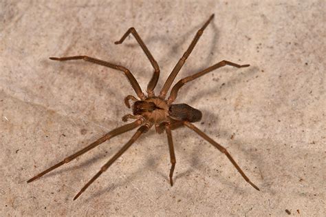 How Do I Get Rid Of Brown Recluse Spiders Spider Control