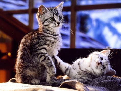 cat - Kitties Photo (9109180) - Fanpop