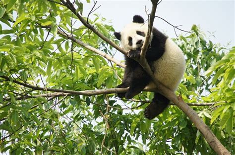 Chengdus Baby Pandas Grow Up