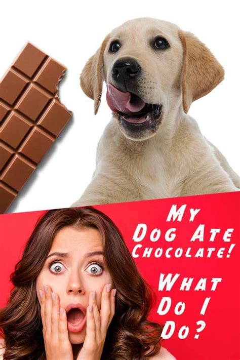 Dog Ate Chocolate Symptoms Toxicity And What You Should Do Dog