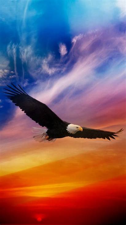 Eagle Flying Iphone Sky Android Wallpapers Bald