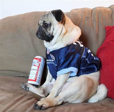 So cute and gorgeous pug puppies will bring happiness and change of atmosphere in your. 12 Cats and Dogs That Take Football Season as Seriously as ...