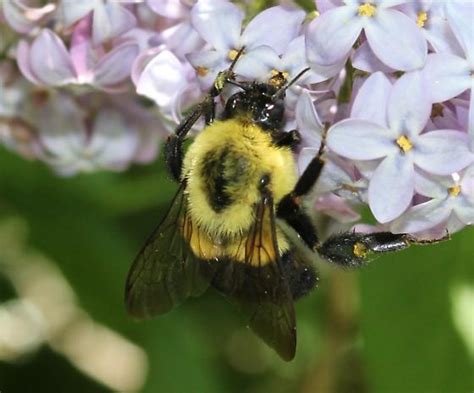 Common Eastern Bumble Bee Queen Bombus Impatiens Bugguidenet
