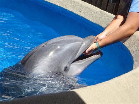 Bottlenose Dolphin At Seaworld Orlando Zoochat