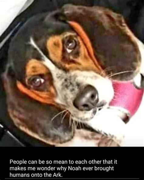 Pin By Mark Whitecotton On Beagle Memes Dogs Animals Beagle