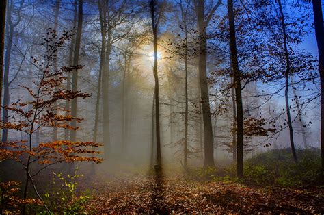 Fondos De Pantalla Alemania Bosques Rayos De Luz Niebla árboles