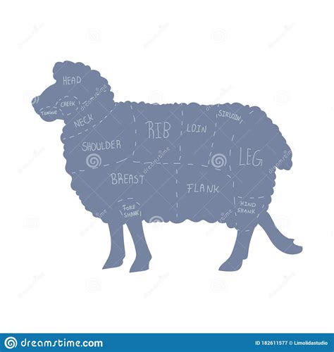 Sheep Chart With Breeds Name Cartoon Vector 145533821
